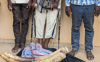 Trafic d’espèces protégées au Togo : 3 trafiquants d’ivoire arrêtés puis déférés