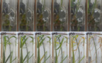 China cultivates world's first rice seeds in orbit