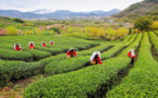 Tea gifts from China at COP15-2 mirror country's progress in biodiversity