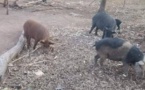 Tchad : la viande de porc est très consommée en cachette