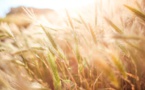 L'Égypte propose de créer et d'abriter un hub mondial d'approvisionnement en céréales
