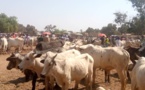 Tchad : le PRAPS 2 va en guerre contre l’utilisation des faux produits vétérinaires au Mayo Kebbi Ouest