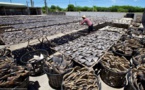 Criminalité environnementale : l’Afrique proche de l’hécatombe