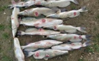 Tchad : menace de disparition des poissons sans écailles dans le lac Léré ?