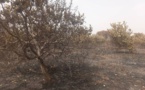 Tchad : incendie dévastateur dans un verger d'anacardiers fruitiers à Loukti