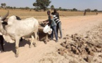 Tchad : la communauté Kolon prend en main l'arrangement de la route Bandjang-Bagando