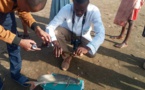 Tchad : investigation du ministère de l'Environnement après les allégations d'empoissonnement de poissons