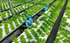 China makes progress in development of "plant factories"