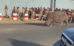 N'Djamena : un hippopotame en vadrouille, escorté par la gendarmerie et les pompiers
