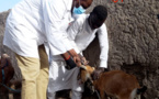 Tchad : campagne de sensibilisation de proximité pour la vaccination en masse des animaux