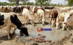 Tchad : le manque d'eau et la vaccination du bétail, des défis majeurs pour les éleveurs du Guéra