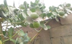 Tchad : la pomme de Sodome, une plante aux multiples secrets