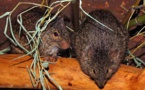Tchad : il chasse les rats et les reptiles à l’aide d’un poste radio et d'une moustiquaire