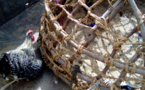 Tchad : il étrangle un enfant à cause d’un gésier de poulet à Kelo