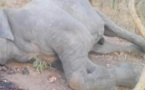 Braconnage des éléphants au Tchad : SOS Éléphants appelle à une action ferme de l'Etat