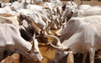 Tchad : comment ARISE IIP entend faire de la filière viande le fer de lance de l’industrialisation