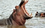 Tchad : un pasteur de l'Eglise Pentecôte tué par un hippopotame à Tenga