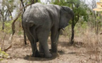 Tchad : un pachyderme tue un jeune garçon au Mayo Kebbi Ouest