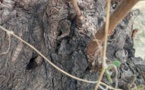 Tchad : un nouveau-né abandonné dans un bas fond à Lagon, une élève arrêtée