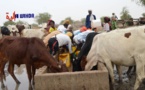 Tchad : des progrès notables dans la lutte contre les maladies animales