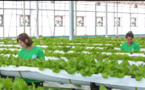 Facility agriculture blazes trail of agricultural development on Xinjiang's desert