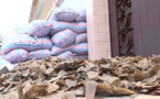 Afrique : trafic et braconnage : qui pour sauver le pangolin d’extinction ?