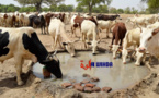 137 millions de têtes de bétail, mais aucune industrie laitière au Tchad