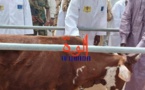 Tchad : lancement de la campagne de vaccination des petits ruminants à Fadalari, au Kanem