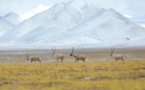 China to write new stories of harmony between humanity, nature