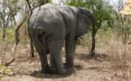 Tchad : une fillette d'environ 8 ans écrasée par un éléphant dans la Tandjilé