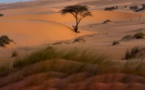 Urgence environnementale au Tchad : Face aux défis des catastrophes naturelles et du changement climatique