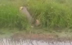 Tchad : une fillette de 3 ans tuée par un crocodile à Pala