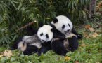 Giant pandas, envoys of harmony, friendship, inclusiveness
