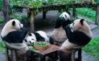 China writes splendid chapter of panda protection