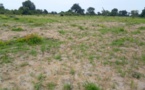 Tchad : le manque de pluie affecte les champs dans le département de la Nya