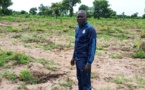 Tchad : des chenilles et des criquets à l’assaut des plantations dans la Nya