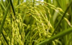 Sécurité alimentaire en Afrique : l'USAID s'inquiète des conséquences de l'effondrement de l'Initiative céréalière