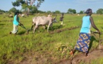 Tchad : enjeux et perspectives pour un avenir prospère du potentiel agricole