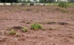 Tchad : un jardin ravagé par un troupeau de bœufs à Gomon