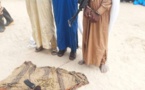 Tchad : un groupe de coupeurs de route arrêté au Hajer-Lamis