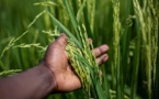 Tchad : vigilance sur l'excès d'engrais chimiques dans les pratiques agricoles
