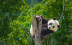 China to promote construction of Giant Panda National Park