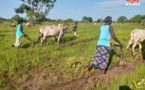 Cultiver sans eau : une solution cruciale pour le Tchad