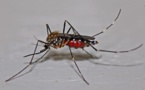 ​Le Tchad confronté à sa première épidémie de Dengue : point sur la situation et mesures de prévention