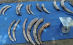 Tchad : des présumés braconniers arrêtés avec des défenses d’éléphants