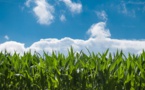 Tchad : campagne agricole normale au Salamat malgré la répartition pluviométrique discontinue