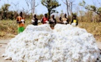 Le Tchad plaide pour une solution consensuelle des subventions à l'exportation du Coton