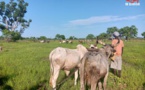 Tchad : les agriculteurs du Logone Occidental formés à l'assurance agricole pour les cultures pluviales