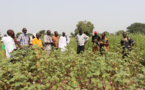 La Cotontchad SN vers une énième certification CmiA (Cotton made in Africa)