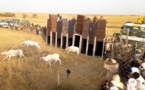Tchad : réintroduction des Addax dans les réserves fauniques de Ouadi-Rimé et Ouadi-Achim